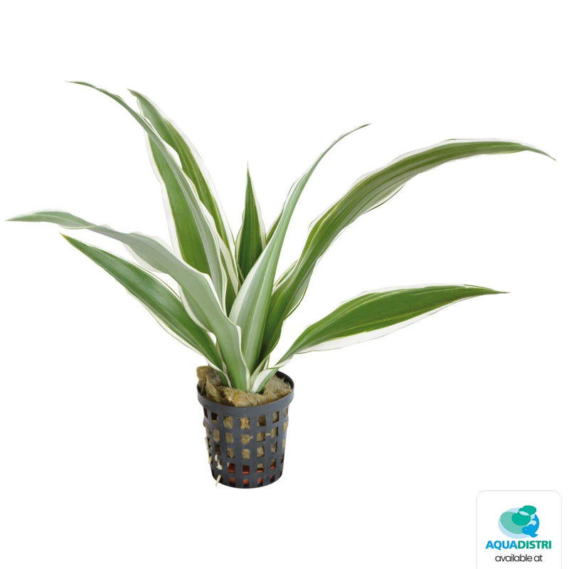 Superfish Plantes Dracaena Sanderiana Blanc 5 cm En Pot 8715897027413 P2020471
