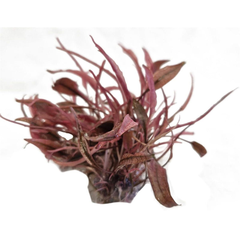 Superfish Plantes Easy Grow 16 Cryptocoryne Flamingo 8715897337888 P2040160
