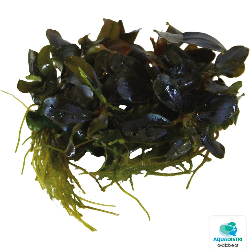 Superfish Plantes Easy Grow 18 Cryptocoryne Spiralis Tiger 8715897352195 P2040180
