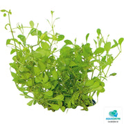 Superfish Plantes Easy Grow 43 Glossostigma Elatinoides 8715897322464 P2040430