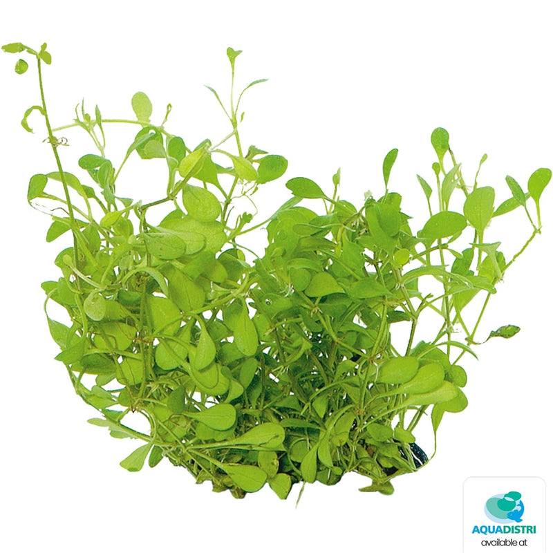 Superfish Plantes Easy Grow 43 Glossostigma Elatinoides 8715897322464 P2040430