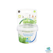 Superfish Plantes Easy Grow 43 Glossostigma Elatinoides 8715897322464 P2040430