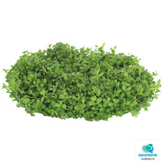 Superfish Plantes Easy Grow 45 Hemianthus Callitrichoides 8715897322471 P2040450