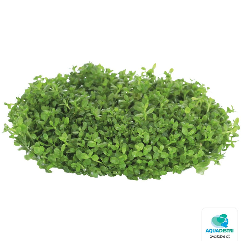 Superfish Plantes Easy Grow 45 Hemianthus Callitrichoides 8715897322471 P2040450