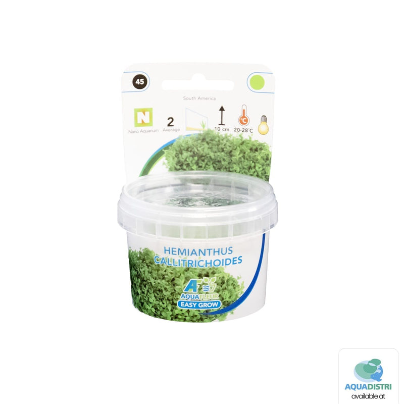Superfish Plantes Easy Grow 45 Hemianthus Callitrichoides 8715897322471 P2040450