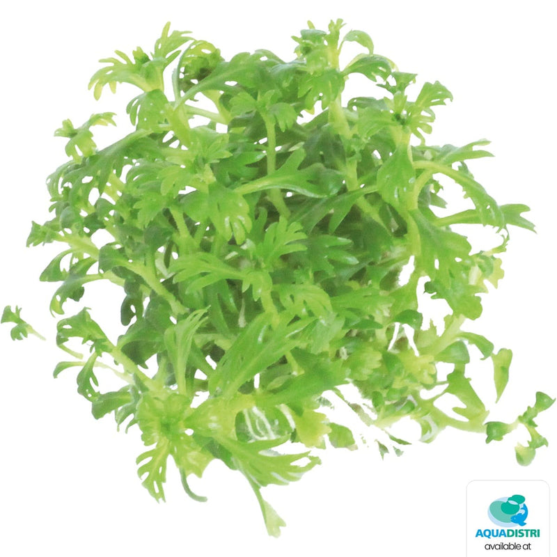 Superfish Plantes Easy Grow 49 Hottonia Palustris 8715897322495 P2040490