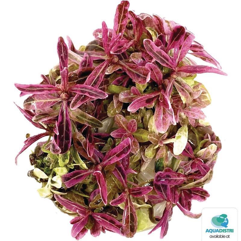 Superfish Plantes Easy Grow 50 Hygrophila Lancea Chai 8715897352201 P2040500
