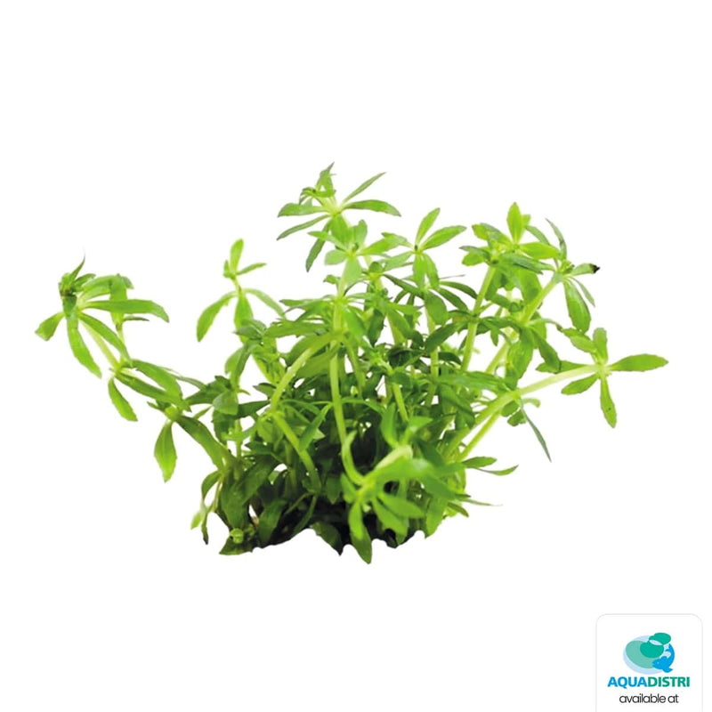 Superfish Plantes Easy Grow 66 Limnophila Vietnam Mini 8715897337918 P2040660