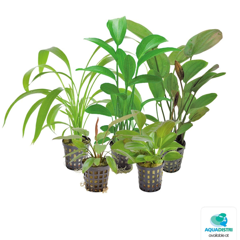 Superfish Plantes Echinodorus Mix 8 cm En Pot 8715897027567 P2020548