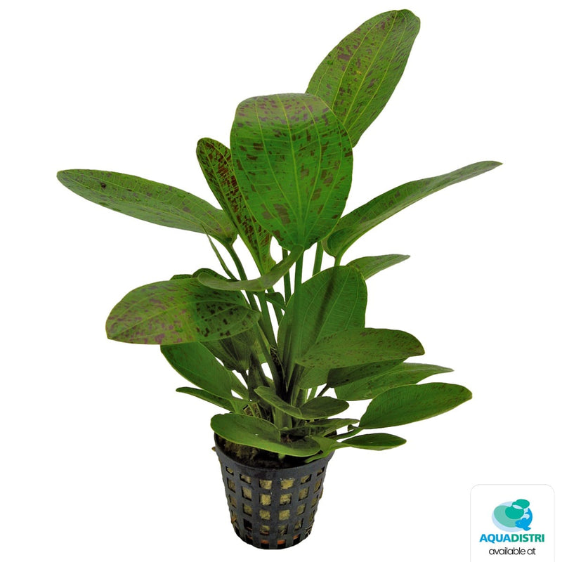 Superfish Plantes Echinodorus Ozelot Vert 5 cm En Pot 8715897016585 P2020560