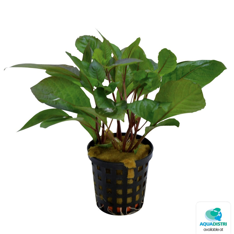 Superfish Plantes Hygrophila Corymbosa 5 cm En Pot 8715897039515 P2020733