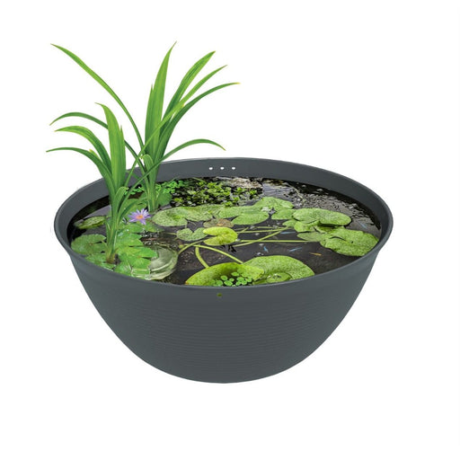 Superfish Medaka Bowl 600 - Bol Japonais pour Accueillir des poissons Medakas 8715897363122 C6050060