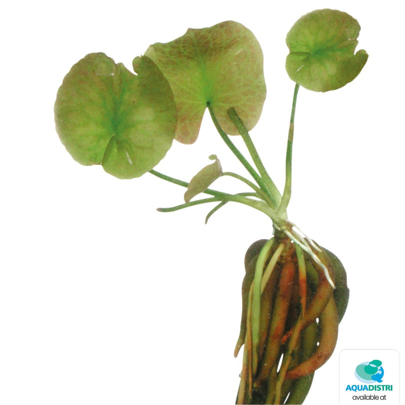 Superfish Plantes Nymphoides Aquatica Bulbe + Feuille 8715897040825 P2020960