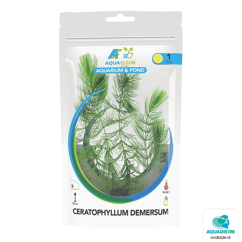Superfish Plantes Sac Ceratophyllum Demersum 8715897314742 P2022285