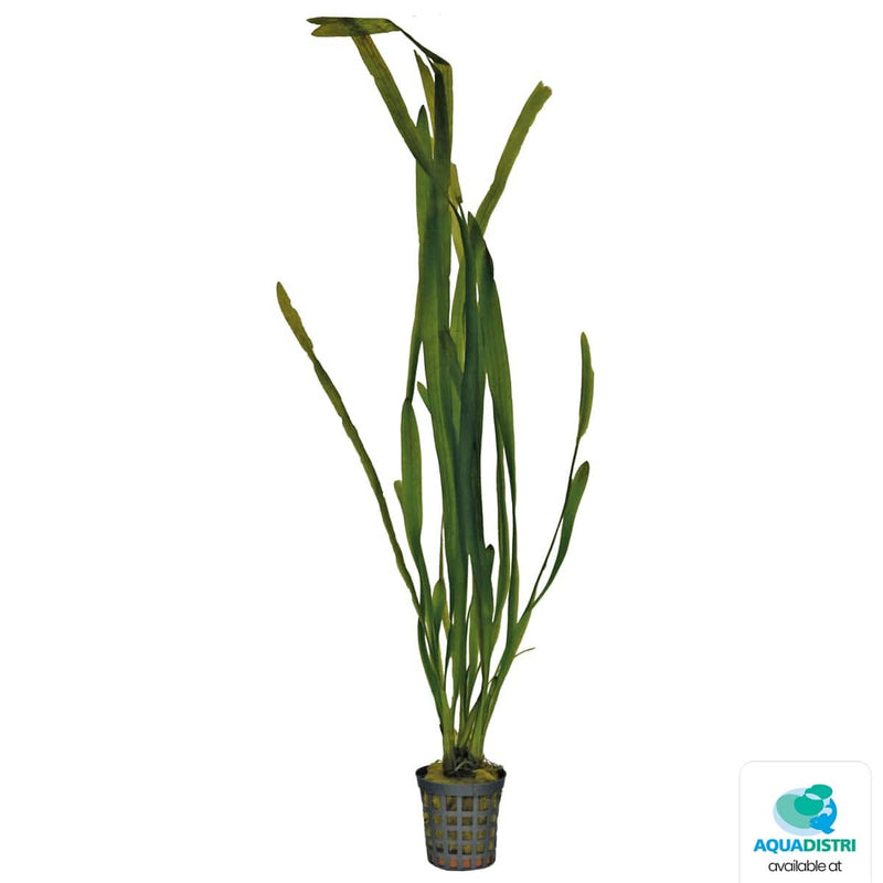 Superfish Plantes Vallisneria Spiralis 5 cm En Pot 8715897357329 P2021113