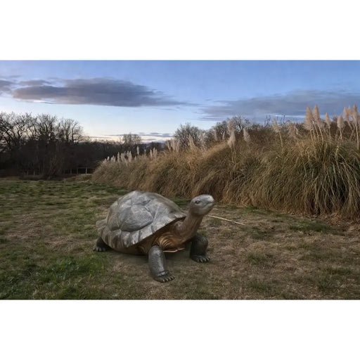 Tortue Géante — B1242