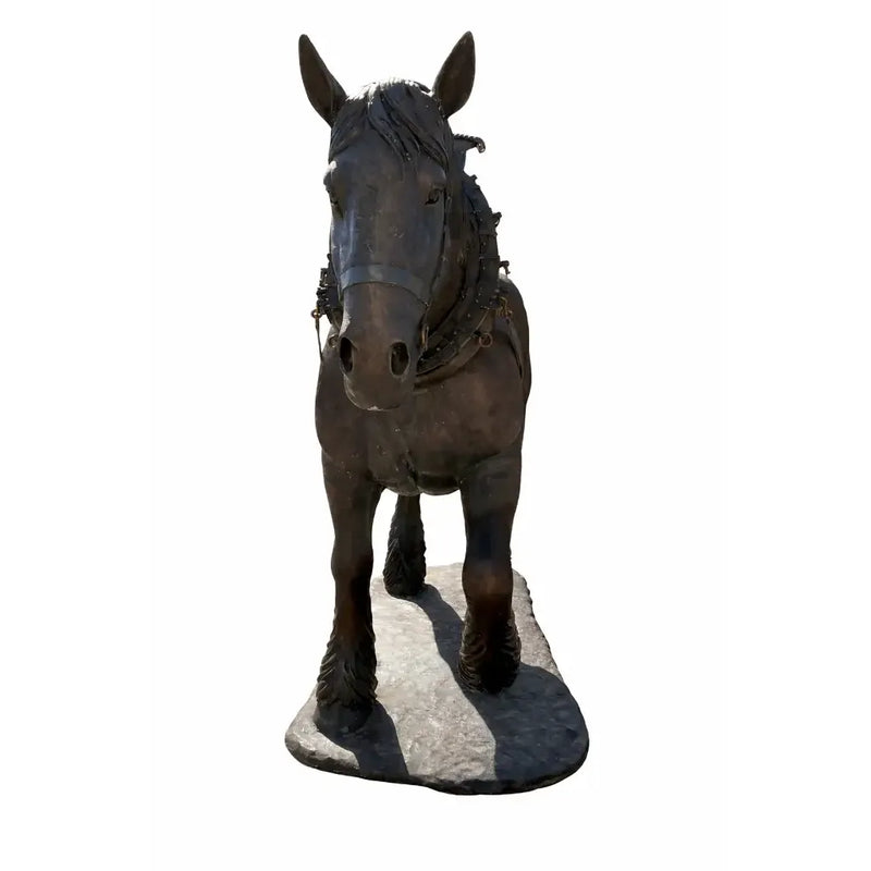 Cheval de trait belge — B1488