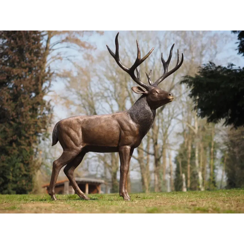 Cerf debout — B1504