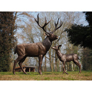 Cerf debout — B1504