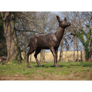 Cerf femelle — B1505