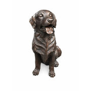 Golden Retriever — B1559