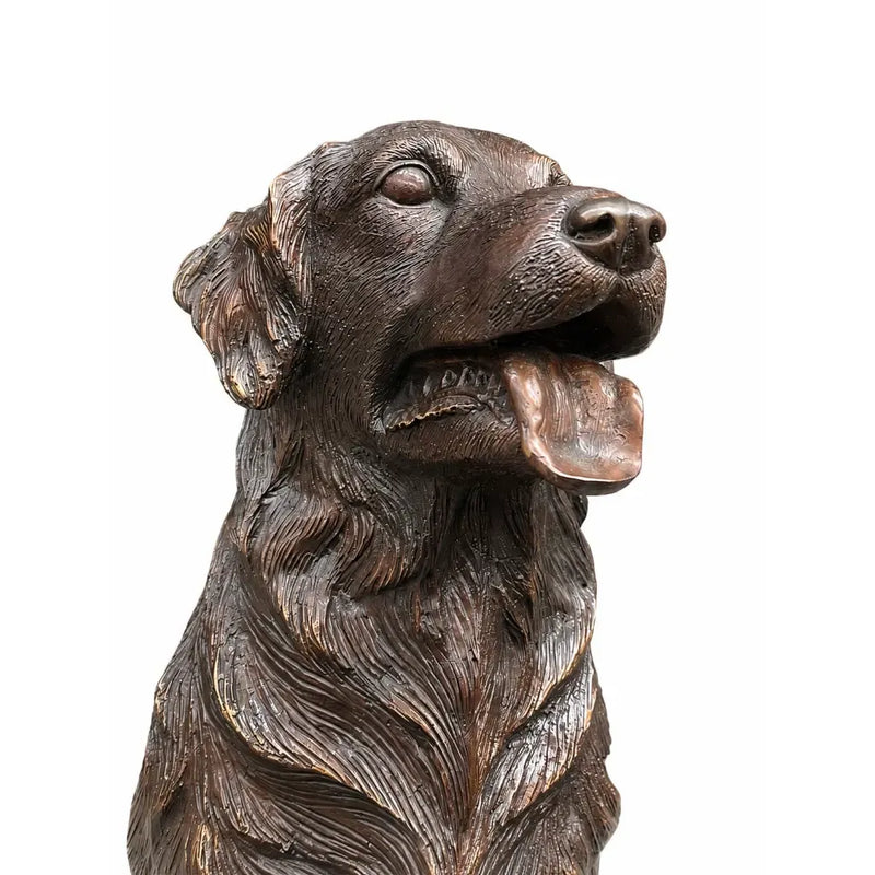 Golden Retriever — B1559