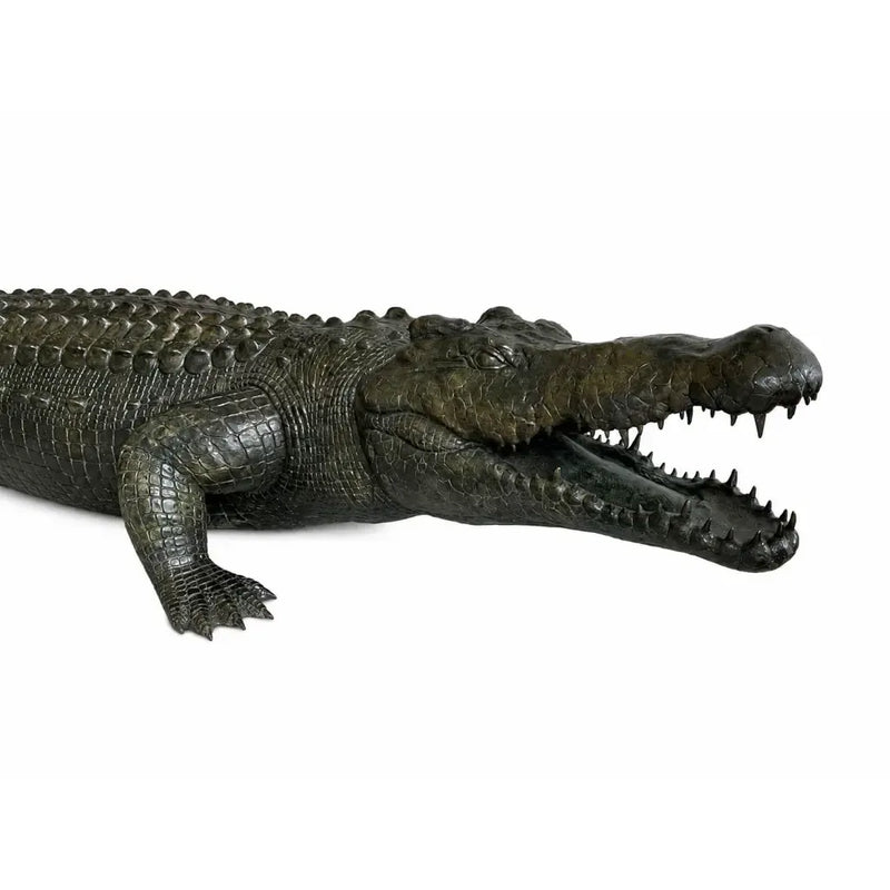 Alligator — B1581