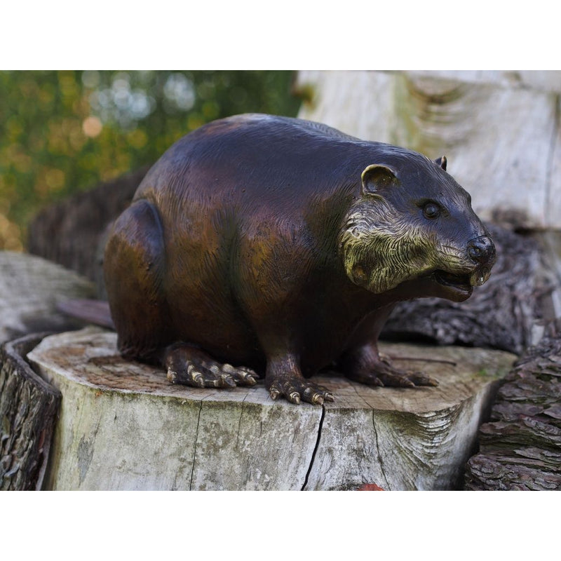 Castor — B18062