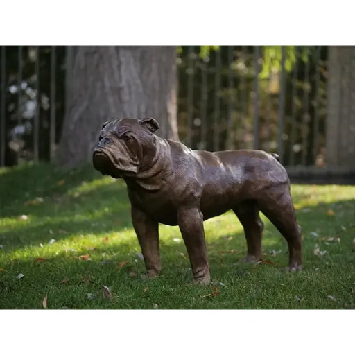 Bouledogue Américain — B28773