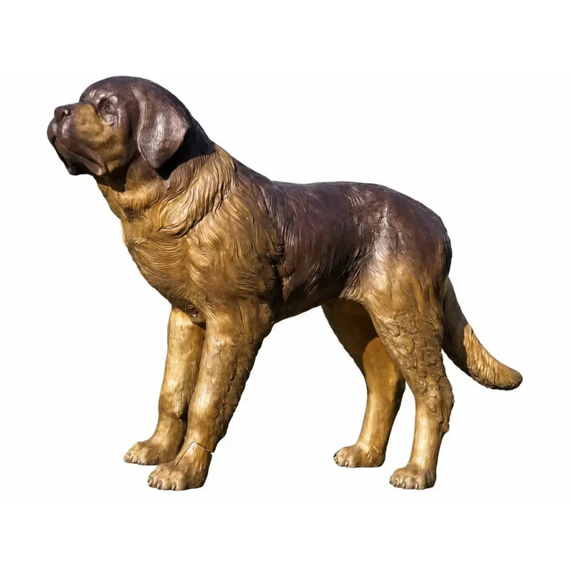 Chien Saint-Bernard — B28800