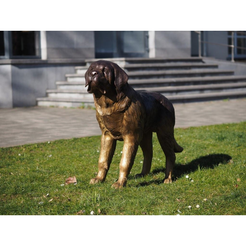 Chien Saint-Bernard — B28800