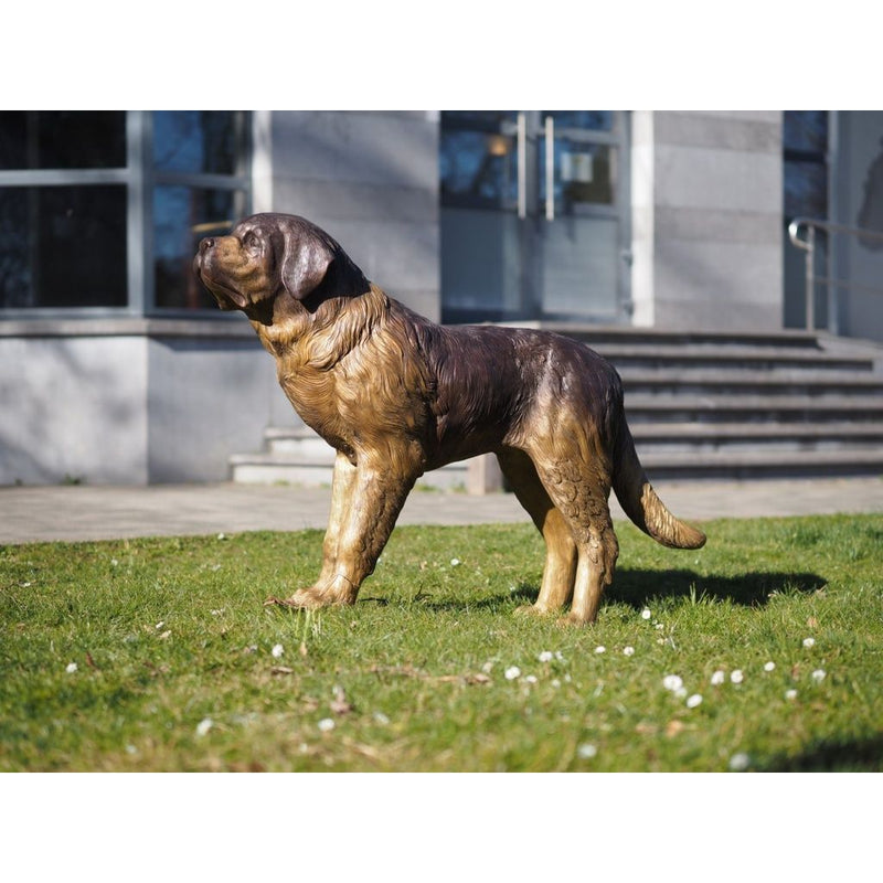 Chien Saint-Bernard — B28800