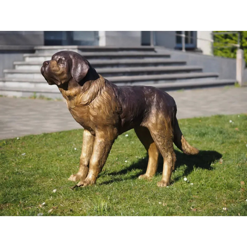 Chien Saint-Bernard — B28800