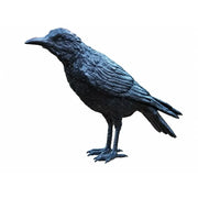 Corbeau Masculin — B50325