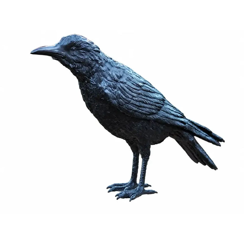 Corbeau Masculin — B50325