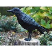 Corbeau Masculin — B50325