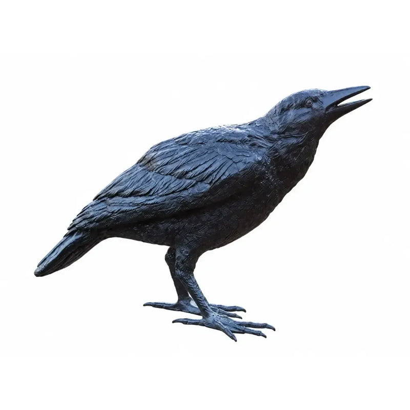 Corbeau Féminin — B50420