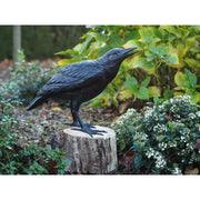 Corbeau Féminin — B50420