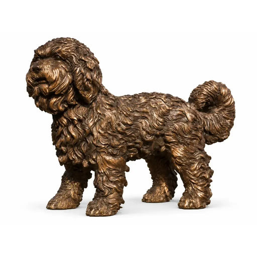 Chiot Labradoodle — B58454