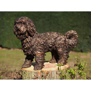 Chiot Labradoodle — B58454