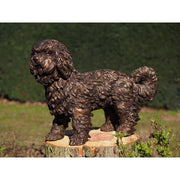 Chiot Labradoodle — B58454