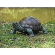 Tortue — B58480