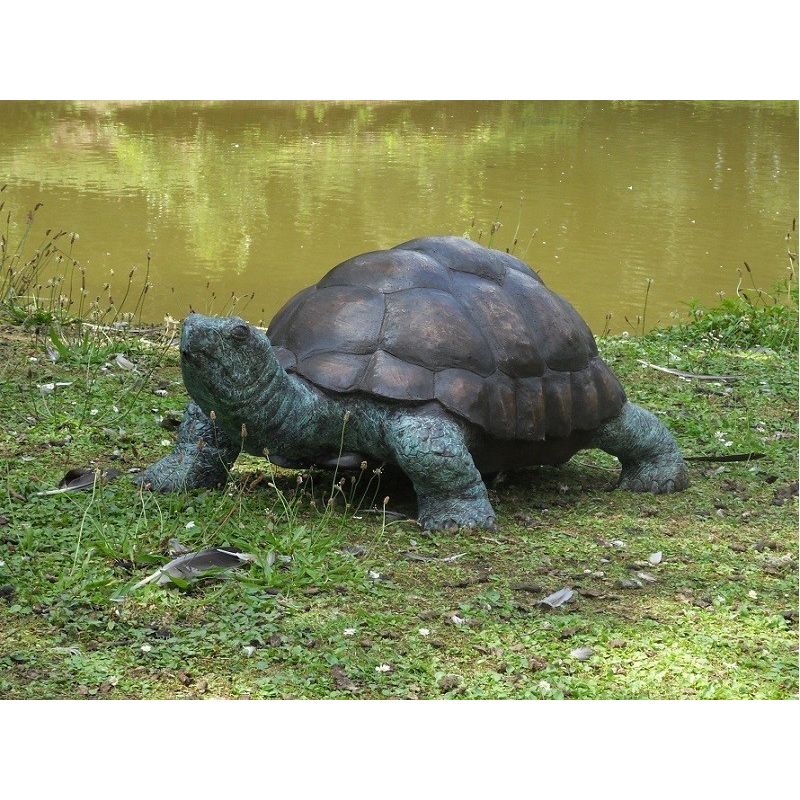 Tortue — B58480
