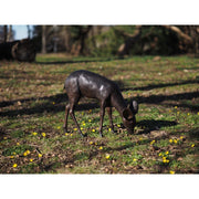 Faon broutant — B58831