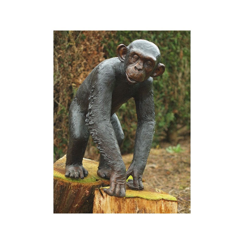 Chimpanzé — B59265