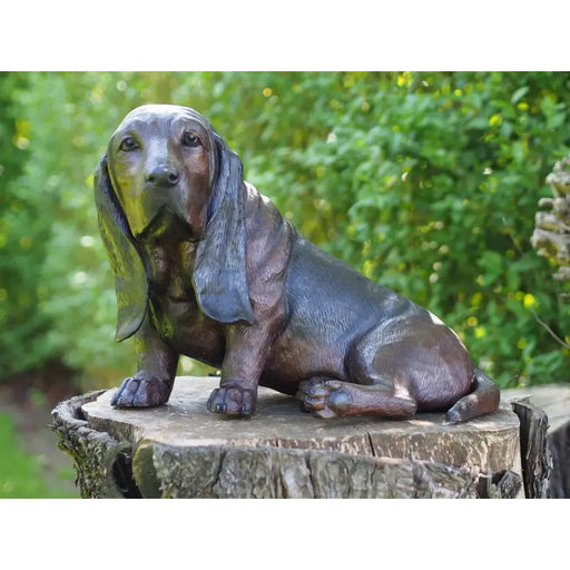 Basset — B94644