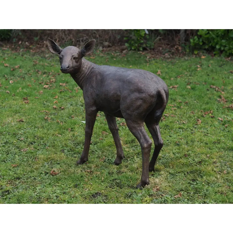 Biche — B971-1