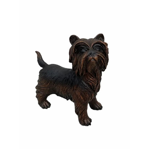 Yorkshire Terrier — B98010