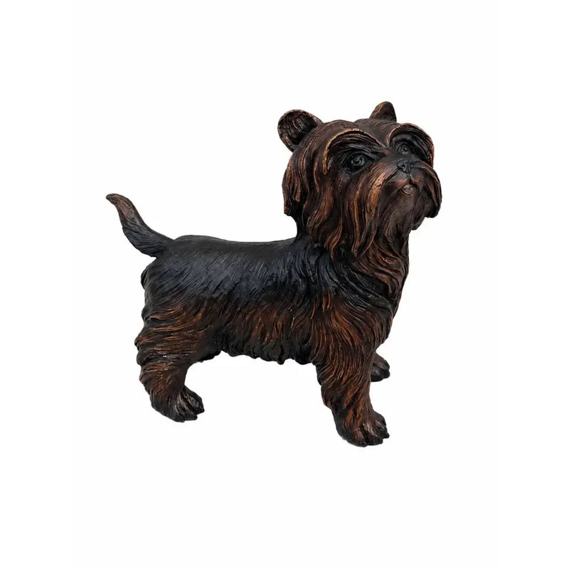 Yorkshire Terrier — B98010