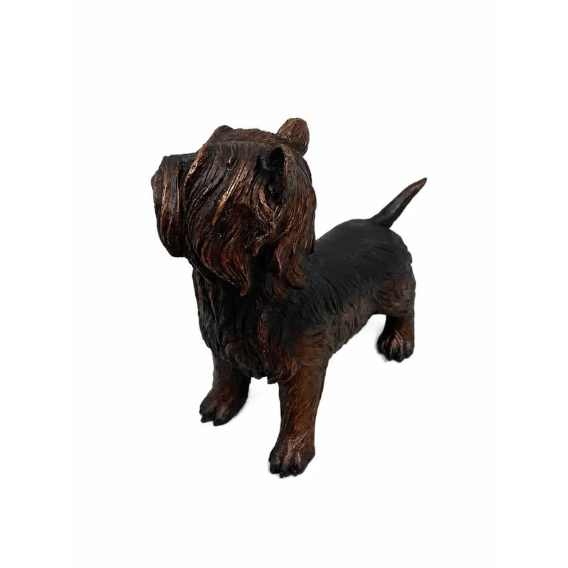 Yorkshire Terrier — B98010